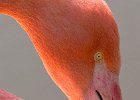 Linda Jackson_ Pink Flamingo.jpg